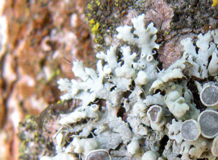 In Francia, in vista del Monte Bianco....